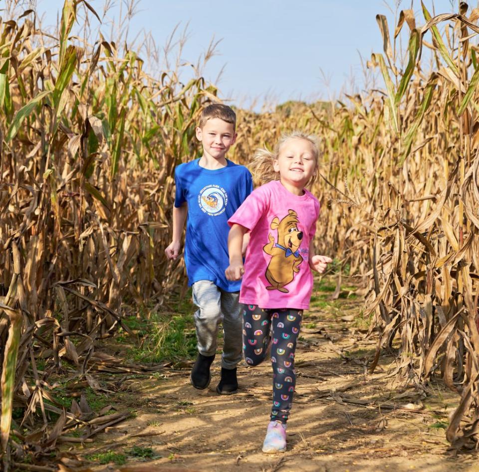 Jellystone-Park-fall-corn-maze-3245-1024x1008