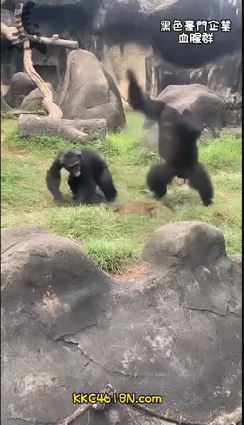 木柵動物園黑猩猩暴摔白鼻心。（圖／翻攝自黑色豪門企業）