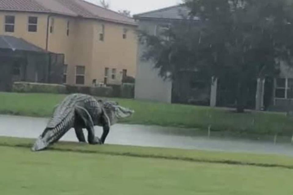 A giant crocodile was spotted on the green (Jeff Jones Twitter)