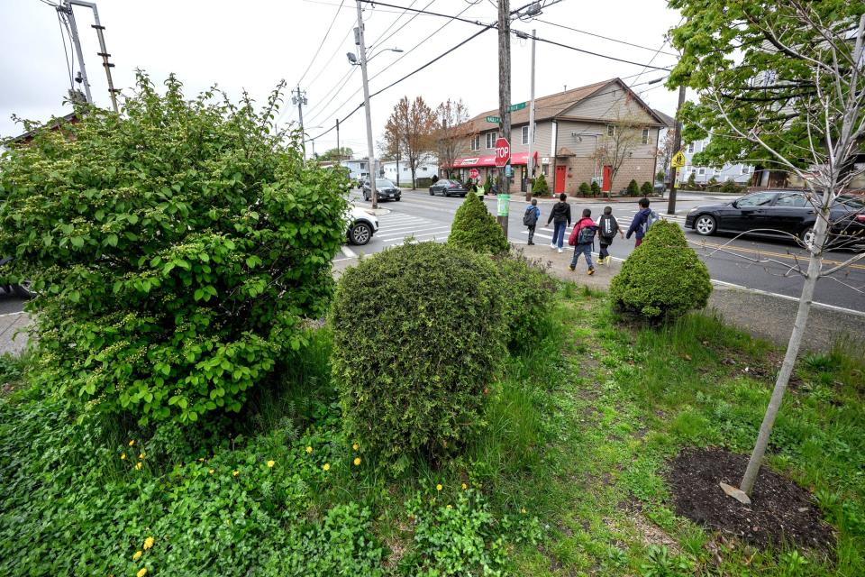 A swath of greenery at the corner of Main and Magill is part of the work from Kufa Castro in Pawtucket, Rhode Island. The idea was to plant trees in urban areas that lacked tree cover to help deal with heat and pollution exacerbated by climate change. “I had this void and wanted to get something back,” Castro said, about a connection to nature.