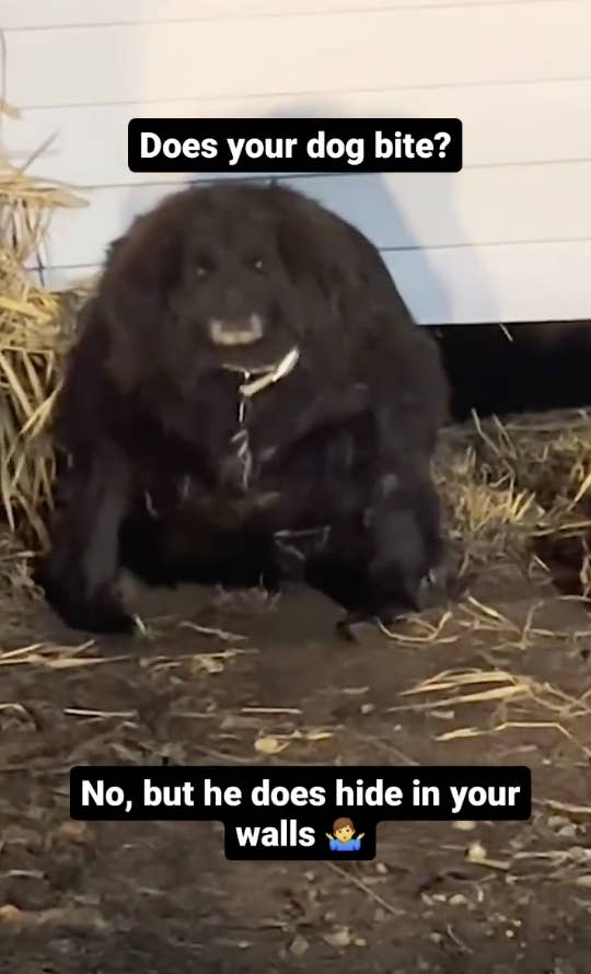 A shaggy dog sits in front of a hay pile with text "Does your dog bite? No, but he does hide in your walls ?"