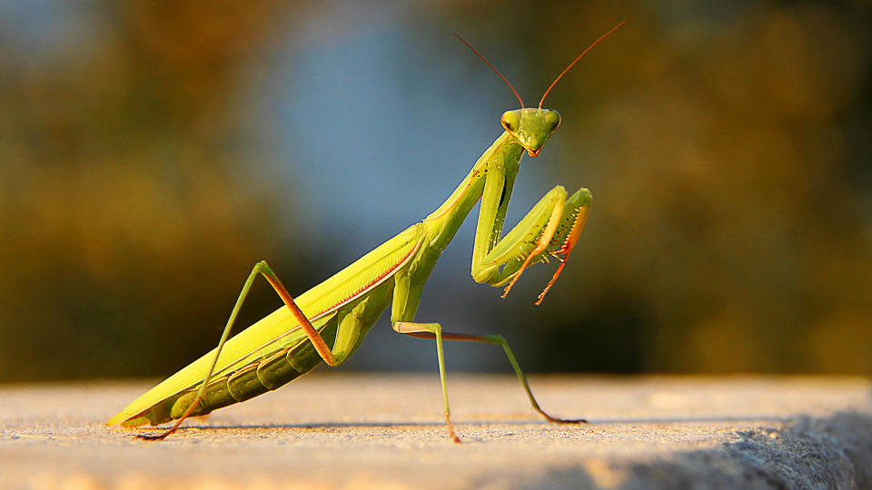 Praying mantis