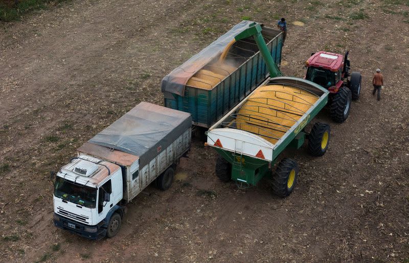 A leafhopper bug ravages Argentina's corn crop in climate warning to farmers