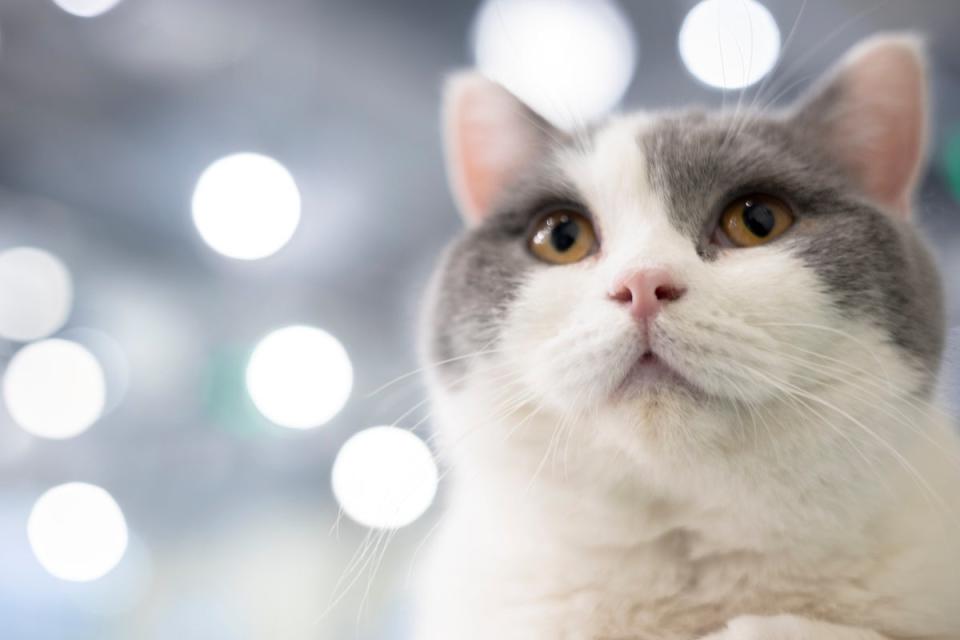 Brian the cat had big dreams (Getty Images/iStockphoto)