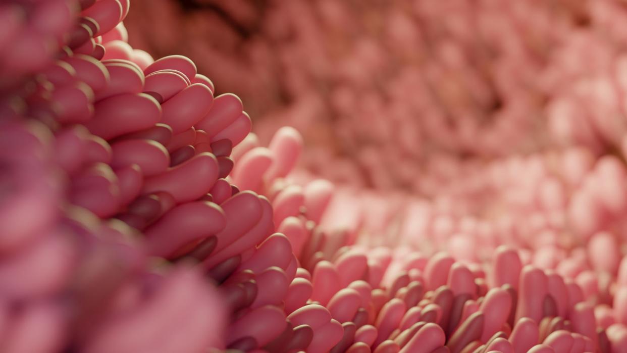  Illustration of pink cells lining the human gut. 
