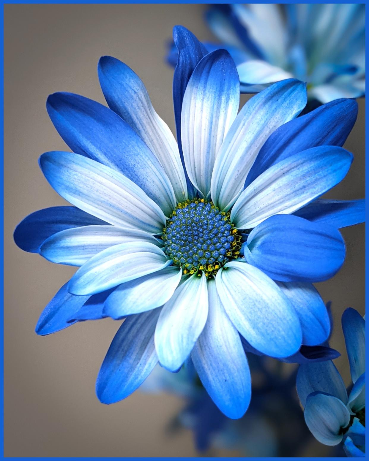 “Blue Flower," a photograph by Michelle Wittensoldner, was awarded best of show in the 2022 annual photography contest and exhibition sponsored by Focus Point.