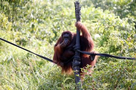 Fani, a 15-year-old orangutan hangs on a wood stick at Orangutan Rehabilitation and Reintroduction site of Borneo Orangutan Survival Foundationn (BOSF) Samboja Lestari in Kutai Kertanegara regency