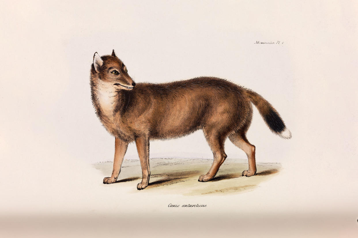 Charles Darwin Illustration Falkland Island Dog Fox Wolf SSPL/Getty Images