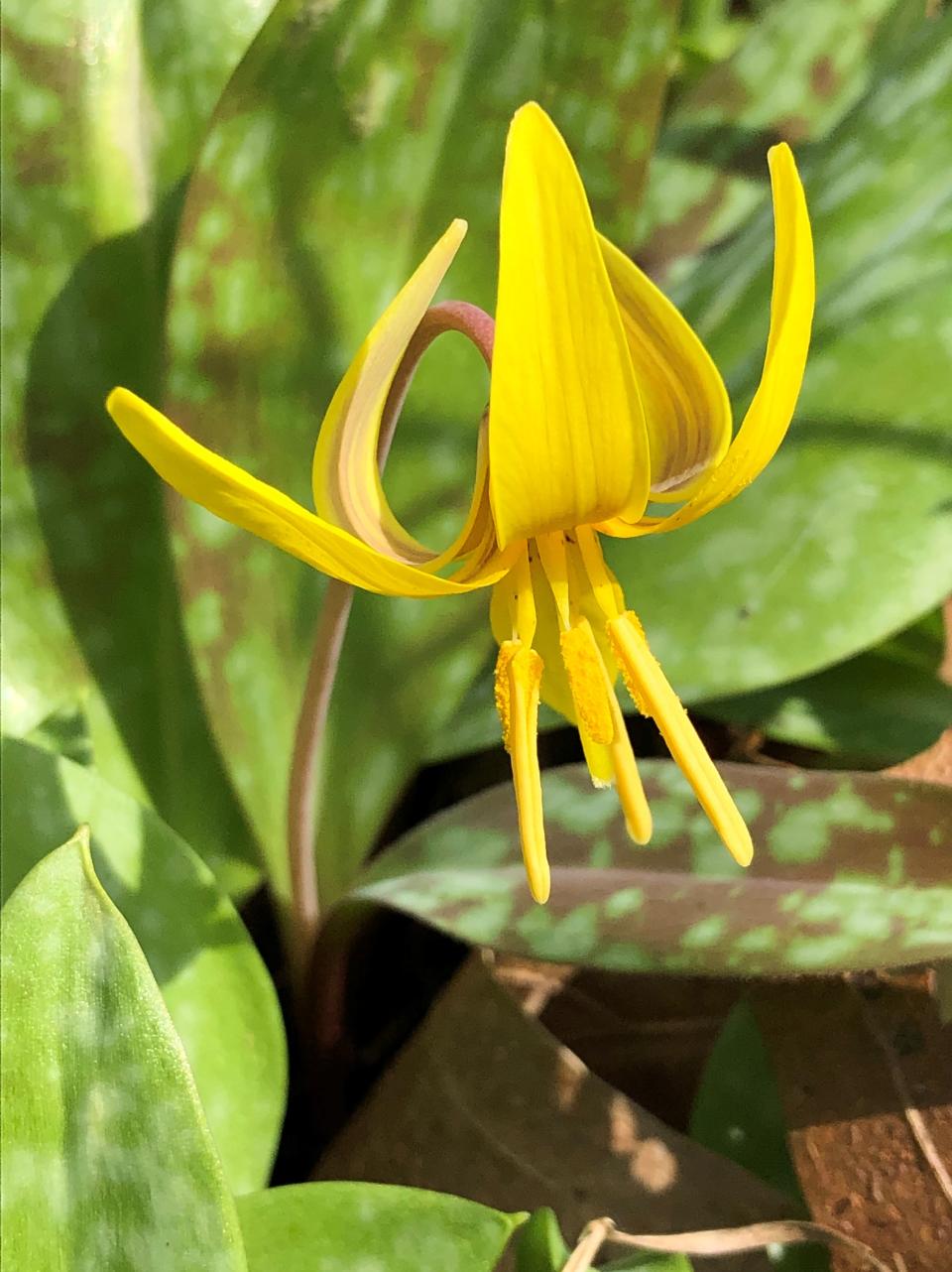 A trout lily blooms in a prior spring at  Ferrettie-Baugo Creek County Park in Osceola.