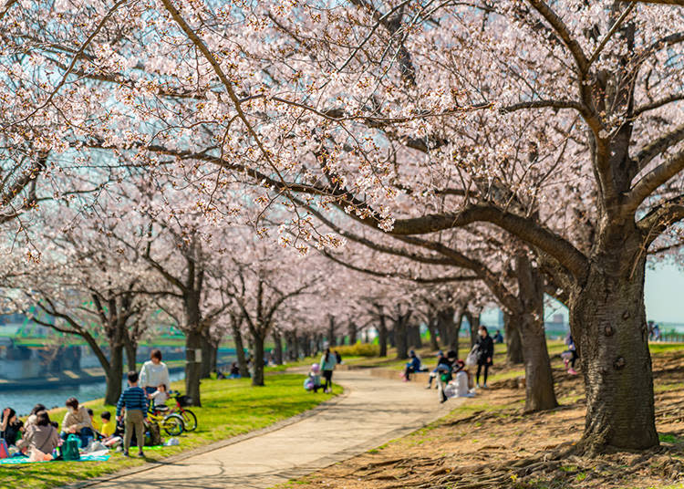 Image of people enjoying hanami (Photo: PIXTA)