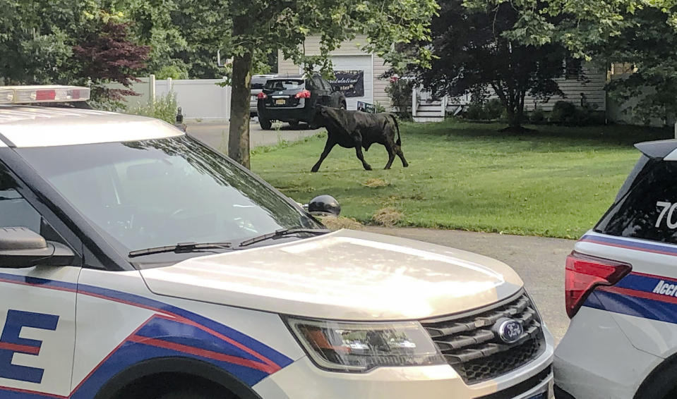 In this provided by Suffolk County, N.Y., Police Department, a bull runs loose along Montgomery Avenue on Tuesday, July 20, 2021, in Mastic, N.Y. The bull has eluded capture for several days on Long Island despite attempts to lure the roaming animal with grain and a cow in heat. (Suffolk County Police Department via AP)