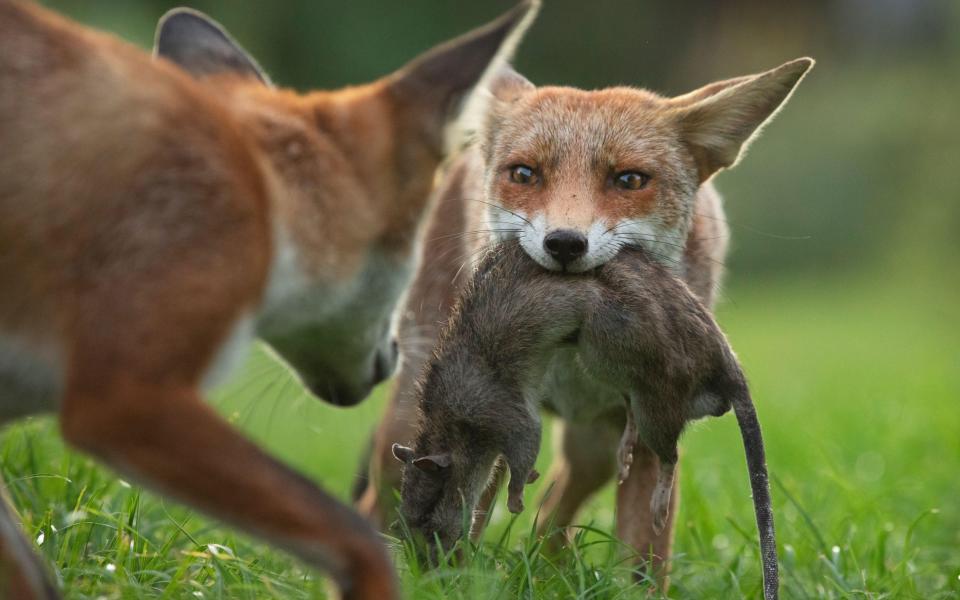A red fox cub defending its kill (a large dead rat) from another cub - Alamy
