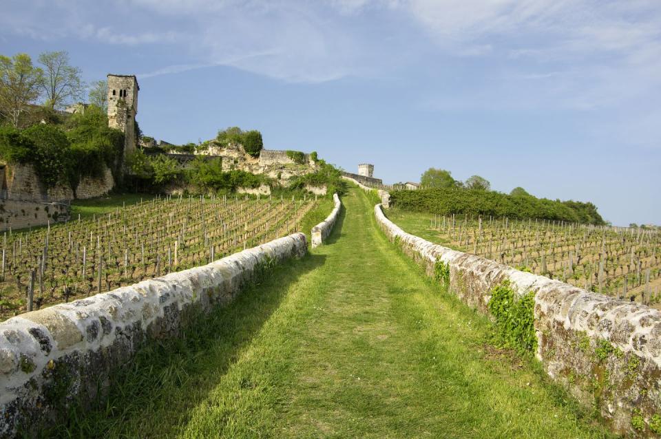 bordeaux vineyard