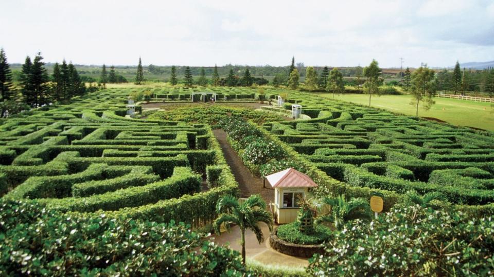 high angle view of the dole pineapple plantation, oahu, hawaii, usa