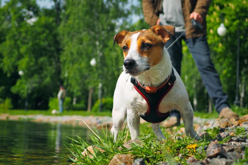 Jack Russell Terrier in a harness and on a leash on walk at park