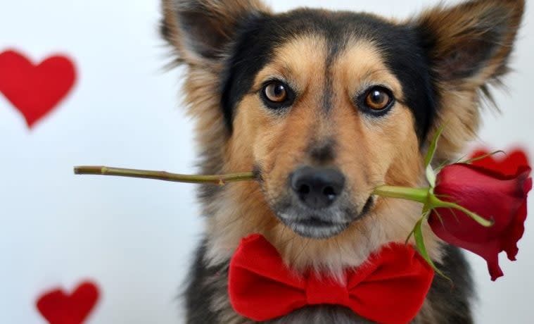 The Most Amazing Dog Videos of the Week 2-13-23 (Valentine's Day Edition!)