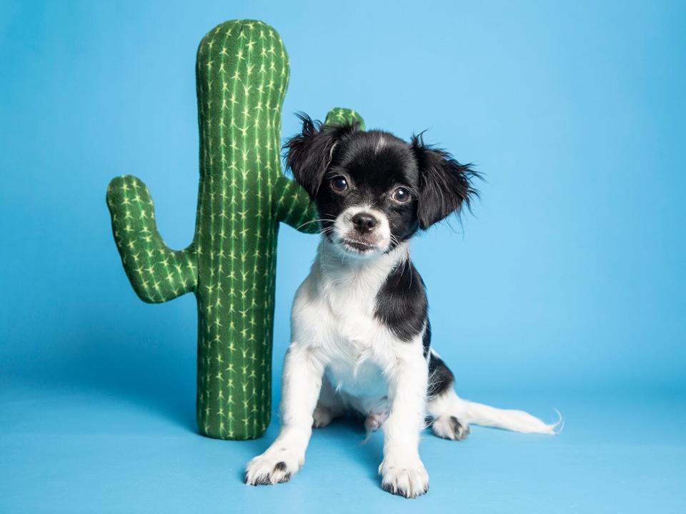 cactus puppy