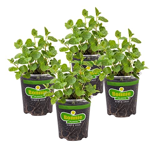 Bonnie Plants Spearmint Live Edible Aromatic Herb Plant - 4 Pack, Pet Friendly, Low Light, Part Shade, Great for Indoors