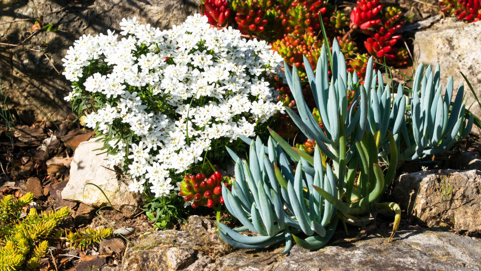 Candytuft