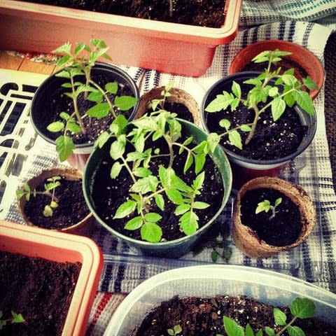 Tomato seedlings - Credit: AJ Drury / Stockimo / Alamy 