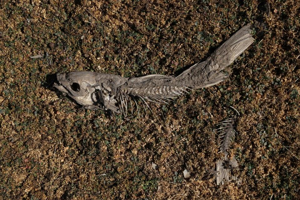 A dead fish lies in the dried-up lake (Reuters)