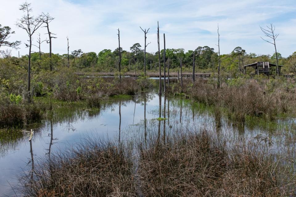 spooky urban legends   wetlands, moss point, mississippi