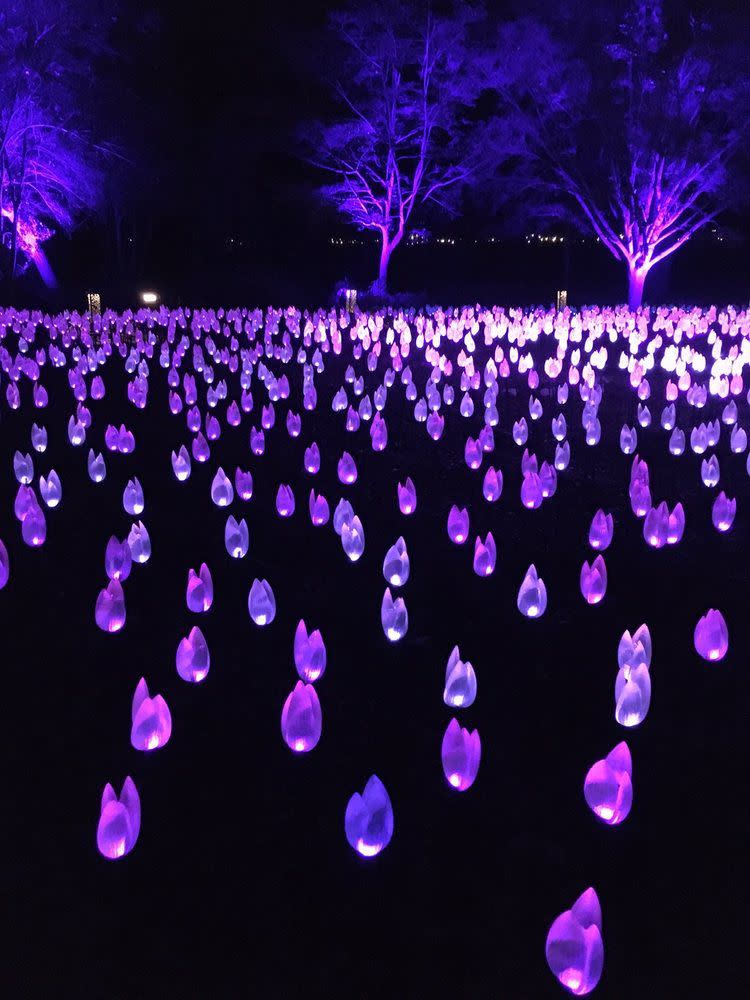 Flower Power: Enchanted Forest of Light at Descanso Gardens north of Los Angeles