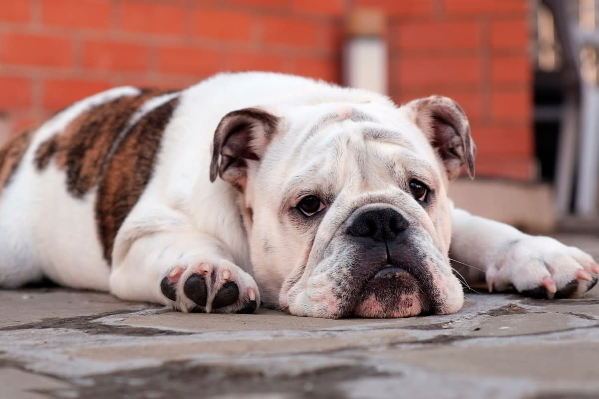 A dejected-looking English bulldog lying on the ground<p>Chelmicky via Shutterstock</p>