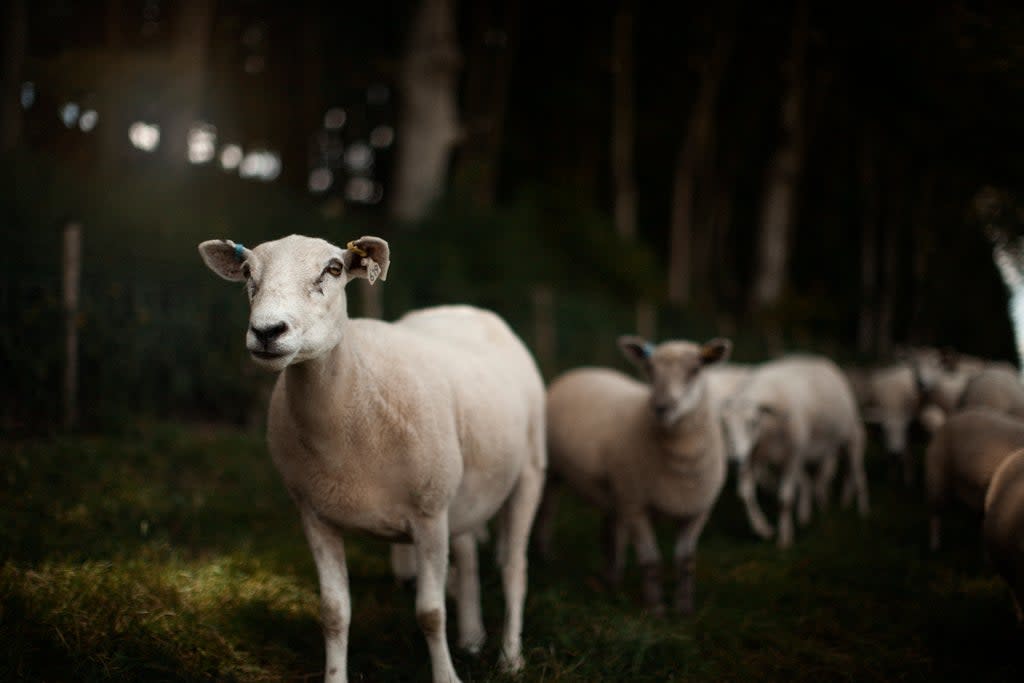 This butcher is on a mission to reconnect animals with their natural habitats and allow them to live as they please  (The Ethical Butcher)