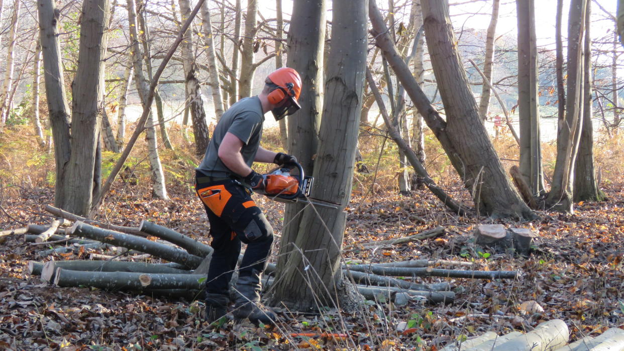 Coppicing works taking place at Sutton Hoo, Suffolk. (National Trust Images/ Darren Olley/ PA)