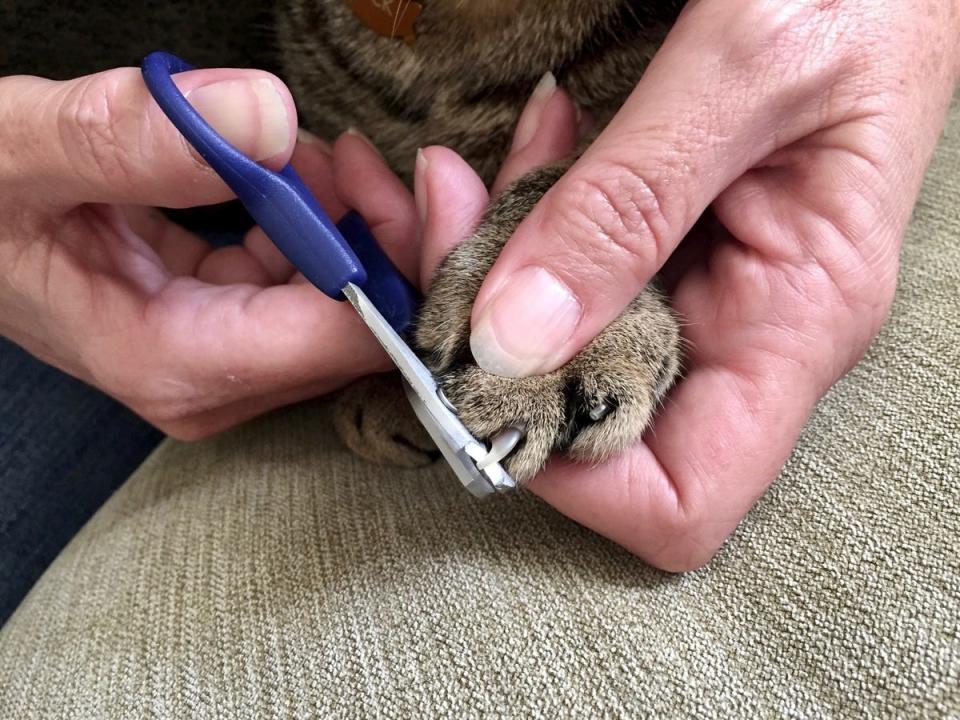 Trimming cats' claws: a step-by-step guide