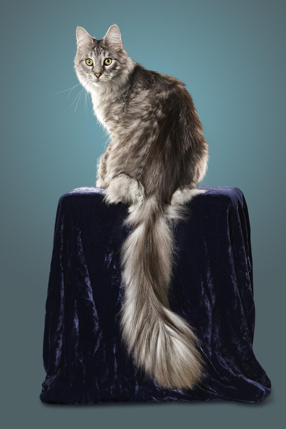 Cygnus, a Maine Coon in Ferndale, Michigan, has a tail measuring 17.58 inches.