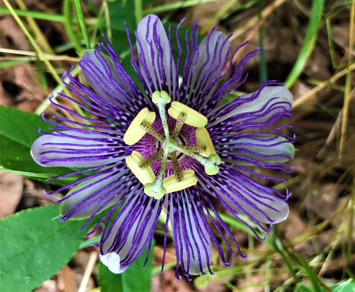 Purple passionflowers are edible, in addition to serving as a beautiful table decoration. After boiling, passionflower fruits, known as maypops, can be consumed as a beverage. [Photo courtesy Whit Gibbons]