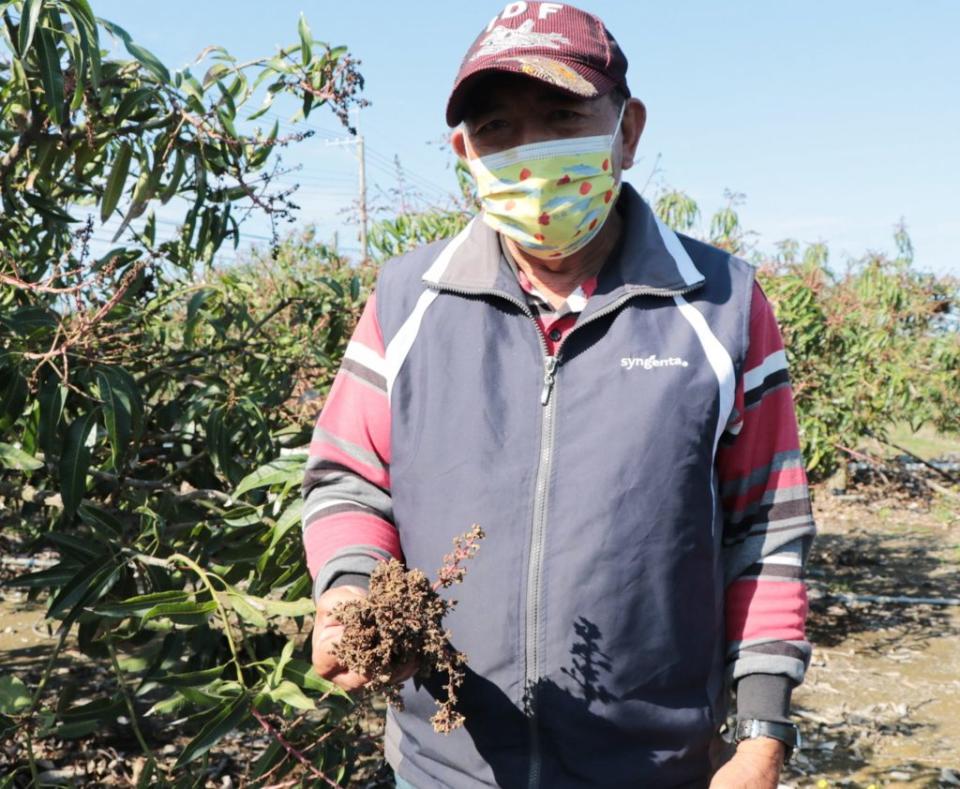屏東芒果受到氣候不穩定影響，出現嚴重「酥花」現象，農民叫苦。（記者毛莉攝）