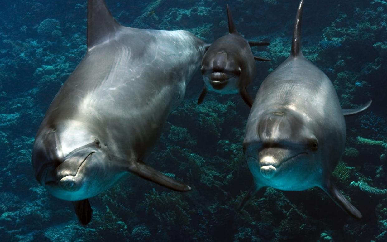 The Bottlenose dolphins provide a good indication for the health of the wider marine environment - WARNING: Use of this copyright image is subject to the terms of use of BBC Pictures' Digital Picture