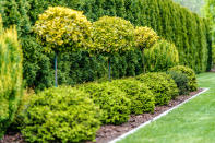 <p> A combination of trees and shrubs can create an impressive layered look that also makes a space feel more private. Here, the depth as well as the height of the planting makes the backyard a secluded location. </p> <p> A formal arrangement like this, which includes topiary, requires maintenance, so if you can’t dedicate sufficient time to clipping, opt for a more informal combination of privacy plants instead. </p> <p> There are also plenty of ornamental grasses for screening that can help achieve this look. </p>