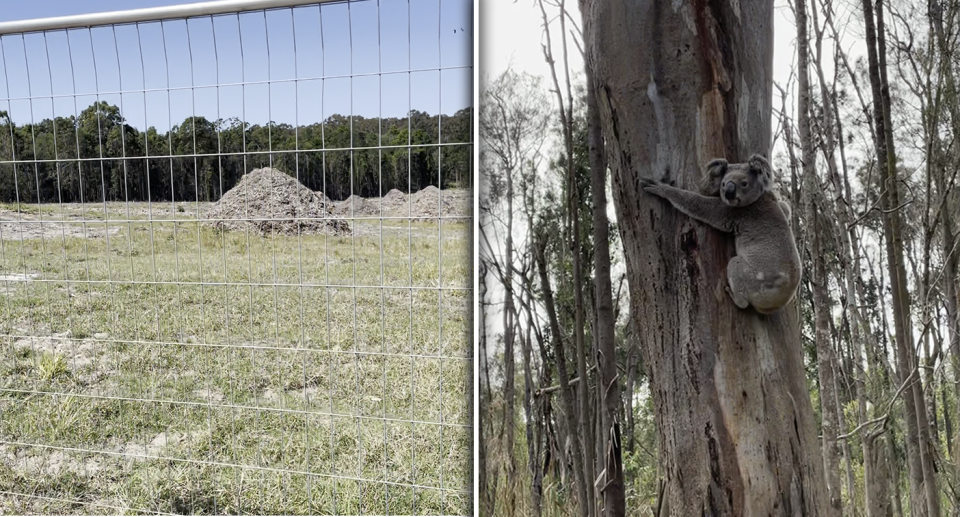 Left - a pile of woodchips in Coomera behind a fence. Right - a koala on a tree on the Gold Coast.
