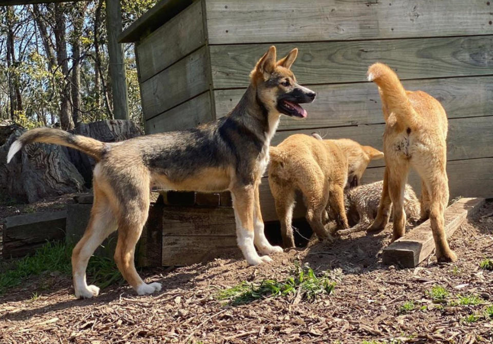 Dingo "Sooty" mit zwei Freunden (Bild: Screenshot/Instagram)