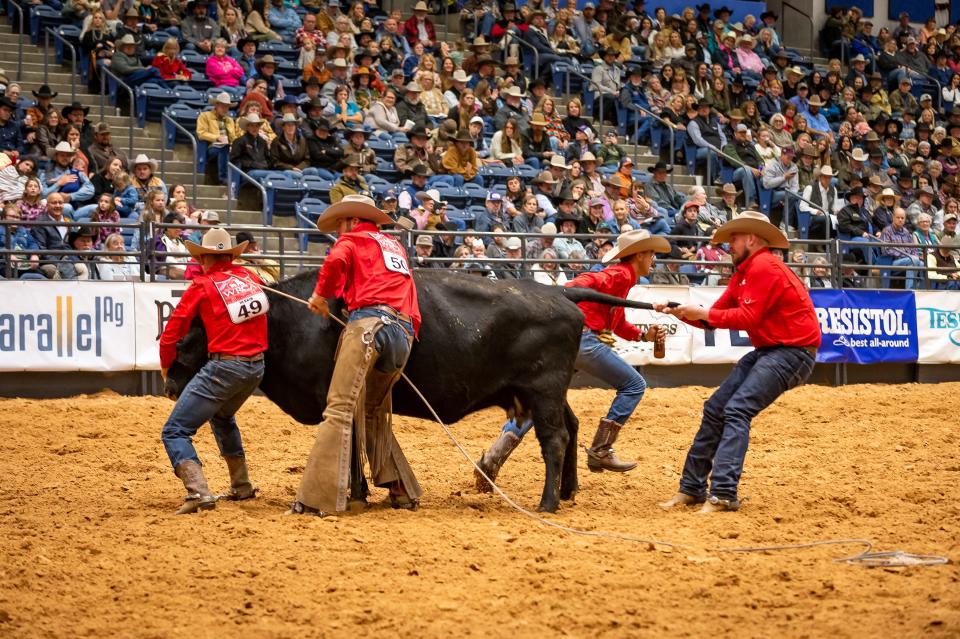 Four Sixes Ranch-Dixon Creek Divison team, Dusty Burson, Zane Herrin, Colter Hampton and Zack Peters rope and milk a wild cow during the 2023 WRCA World Championship Ranch Rodeo. They completed a time of 57.54 for the first go around. The rodeo continues at the Amarillo Civic Center through Sunday.