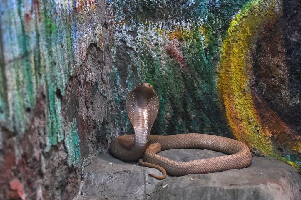 The man used a cobra to kill a destitute man to claim $5m as life insurance from a US firm (AFP via Getty Images)