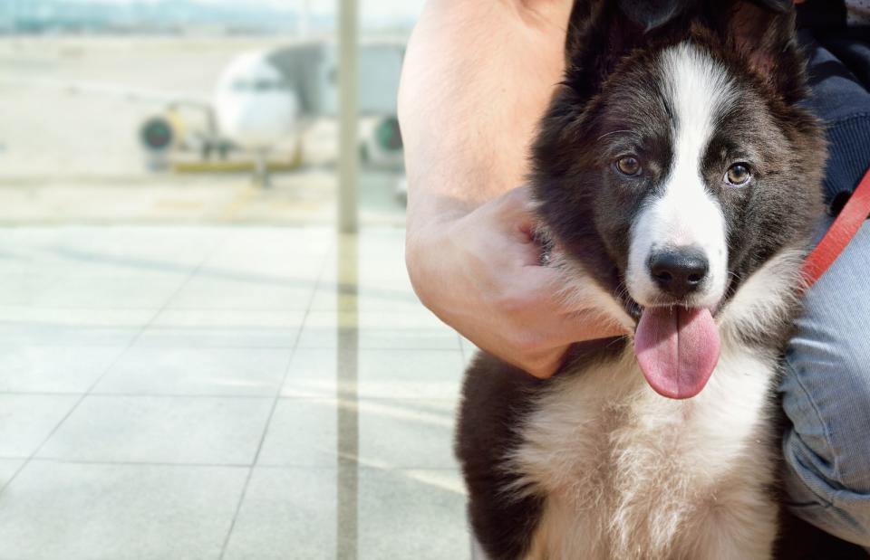 <p>Wenn ein Hund im Frachtraum eines Flugzeugs mitreist, wird dieser geheizt. Doch kuschelig warm wird es dort trotzdem nicht. Außerdem könnte dem Hund die Dunkelheit zu schaffen machen. Denken Sie also unbedingt daran, sein Lieblingsspielzeug zum Kuscheln mit in die Box zu legen. Auf keinen Fall vergessen sollten Sie allerdings das Wasser. (Bild: iStock / Manuel-F-O)</p> 