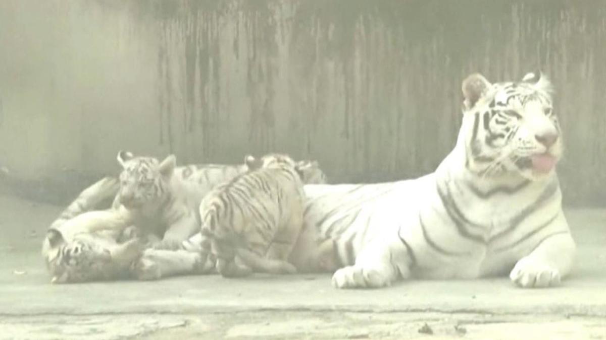 Rare White Tiger Cubs Come Out to Play