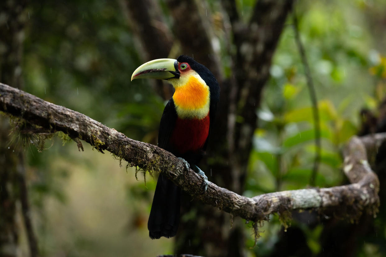 Colorful toucan in forest Getty Images/Waldemar Seehagen
