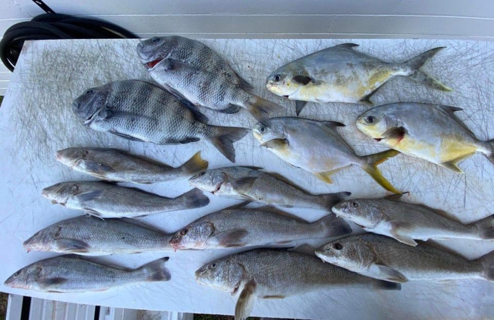 Sheepshead, pompano and whiting filled the table for Steve Pearson, who was surf-fishing in Daytona Beach Shores.