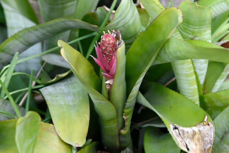 Bromeliads -- pictured here at a home in Miami, Florida -- are a source of standing water around homes and serve as incubators for the Aedes aegypti mosquitom, or yellow fever mosquito, which is responsible for transmitting diseases such as Zika