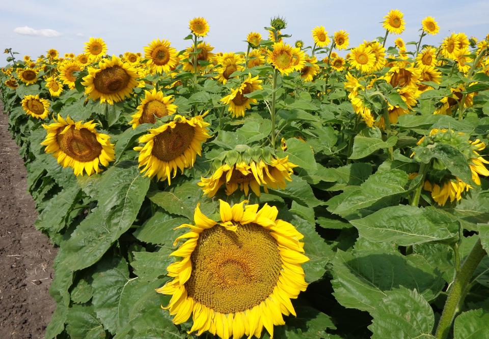 Sunflowers are one of the latest blooming varieties and picking them can often be combined with pumpkin or apple picking.