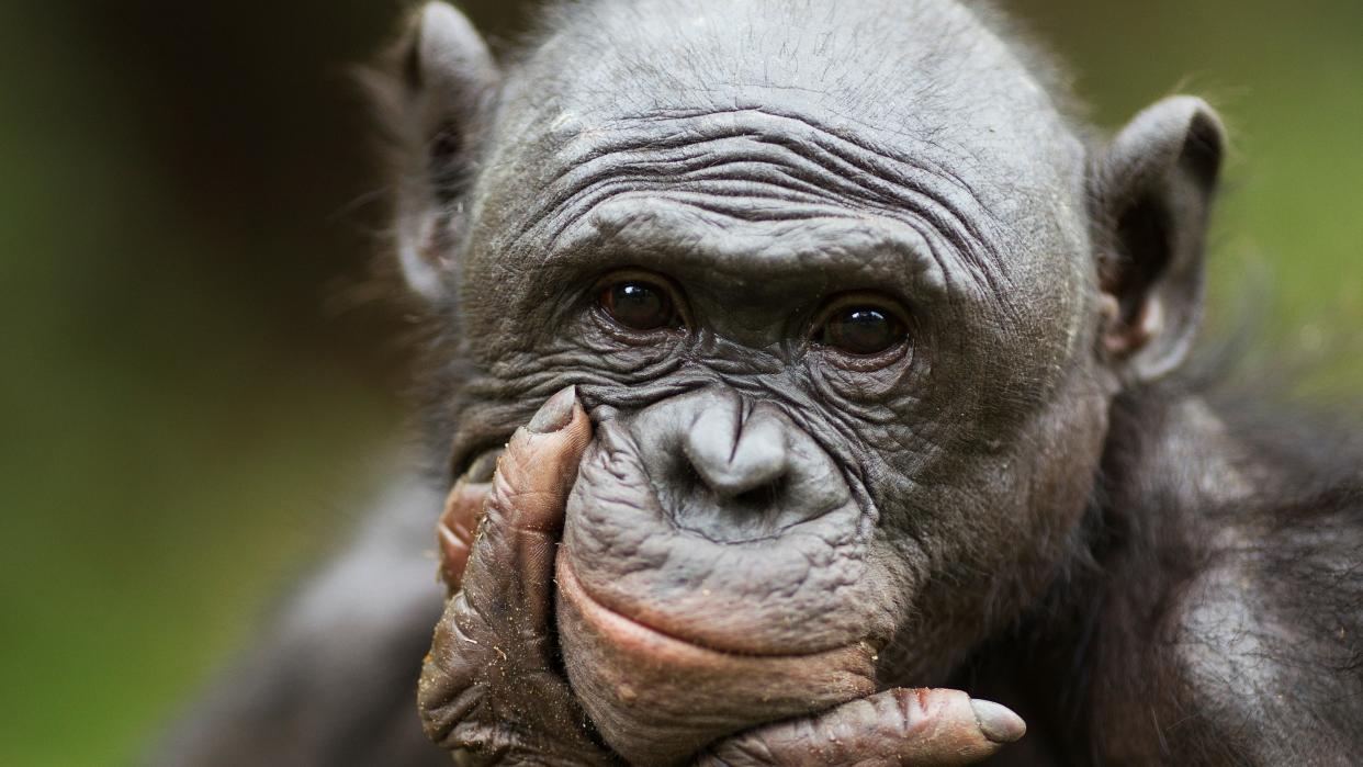  a close up of a bonobo face holding its jaw as it looks a the camera 