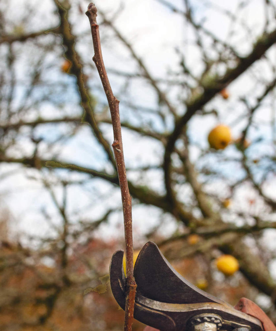 Pruning a mature apple tree. Trim long this years growth by a third down to 5 or 6 buds