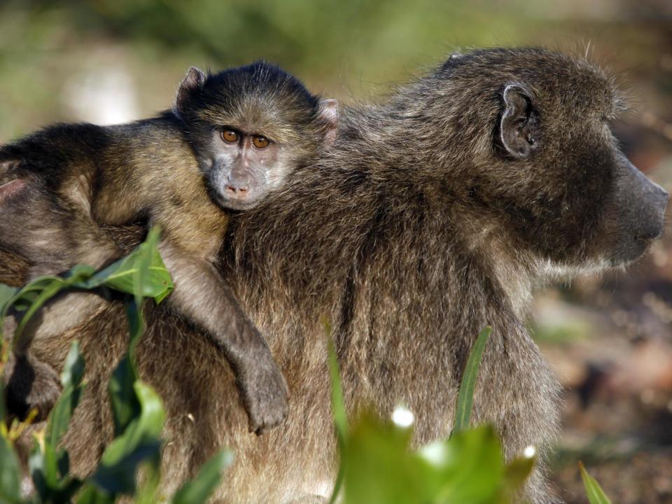 Nearly 400 baboons' carcasses were brought into the UK over three decades: Getty