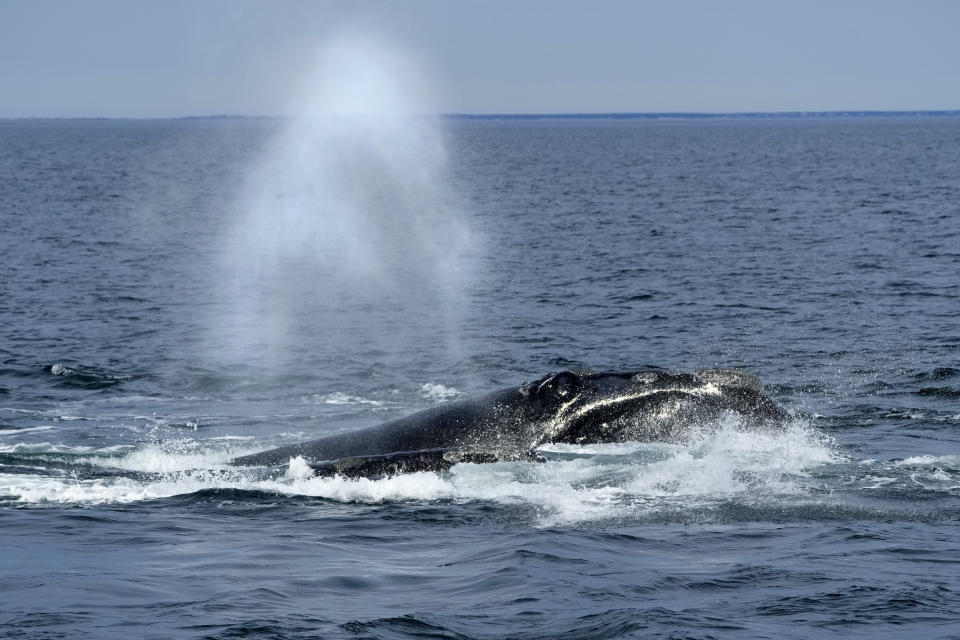 A North Atlantic right whale surfaces on Cape Cod Bay in Massachusetts, Monday, March 27, 2023. The protected species has been at the center of a longtime dispute between federal regulators and commercial fishing and shipping industries. (AP Photo/Robert F. Bukaty, NOAA permit # 21371)